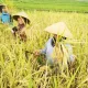 Para petani sedang memanen padi di sawah (Foto: Ist)
