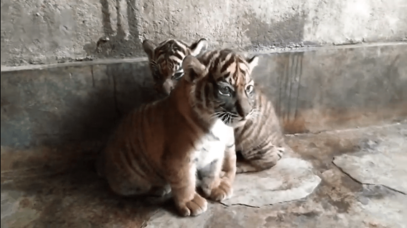 Titiek Soeharto Sambut Kelahiran Dua Anak Harimau Sumatera di Bukittinggi