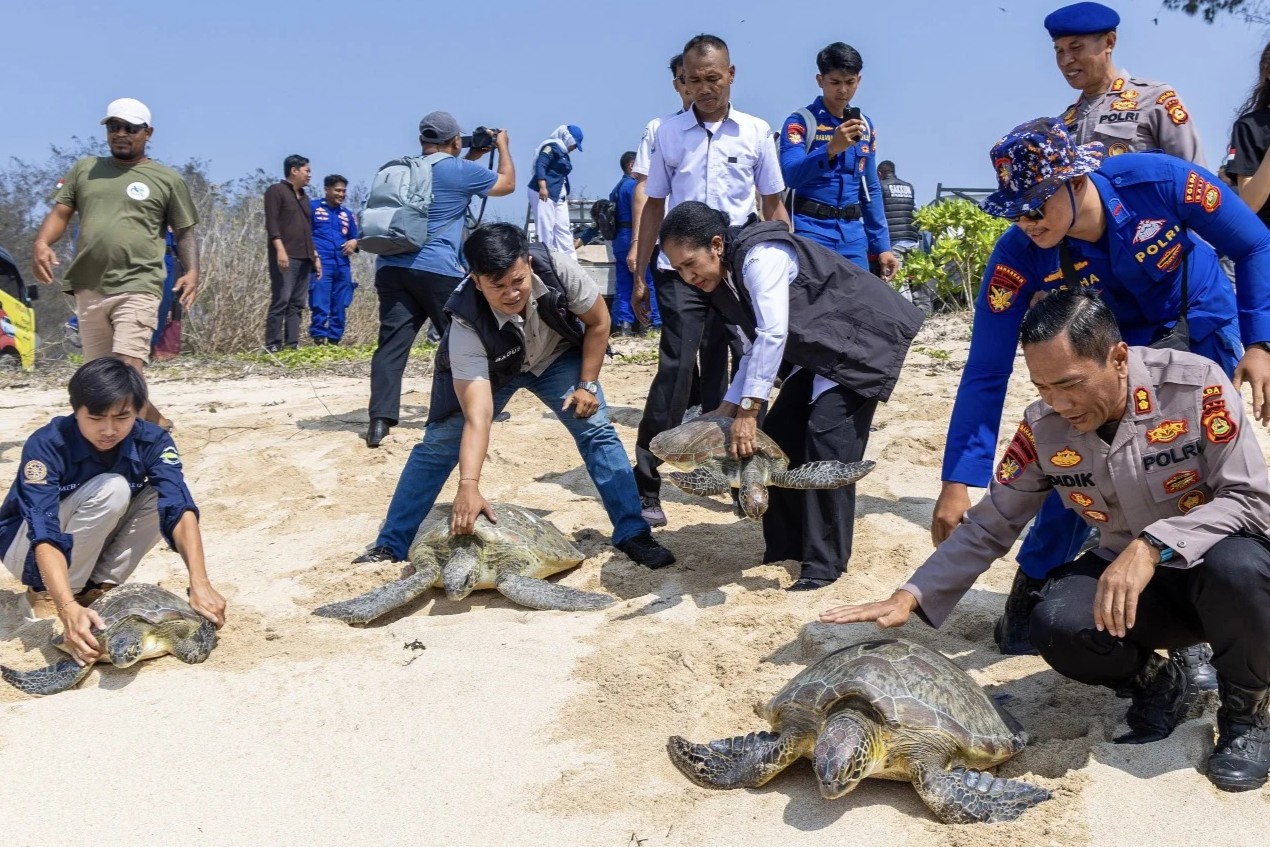 20 Penyu Hijau Dilepasliarkan di Bali, Dua Lainnya Masih Dirawat