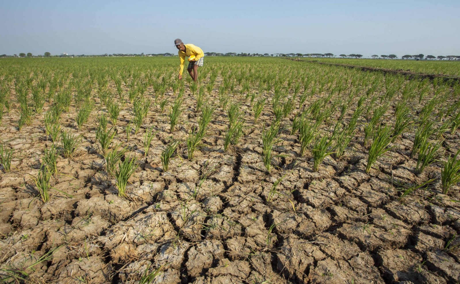 El Niño Sangat Kuat: Mengapa Risiko Kekeringan Berbeda di Tiap Daerah?